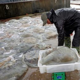 Mùa cao điểm chế biến sứa biển xuất khẩu