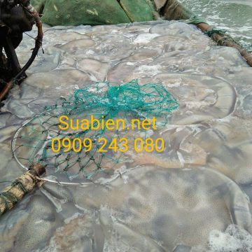 Sứa biển bán tại xưởng, giá sĩ, sứa biển xuất khẩu